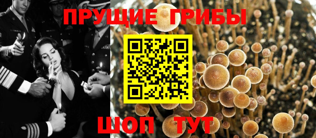 Галлюциногенные грибы Psilocybine cubensis  Галлюциногенные грибы MAGIC MUSHROOMS  Елизово  Вход с VPN 